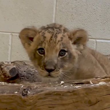 PHOTO: After months of careful planning and weeks of nervous anticipation, the Denver Zoo finally welcomed a new male cub to its pride of lions.