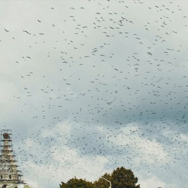 Bird population in US, Canada has declined by 3 billion in the past 50 years