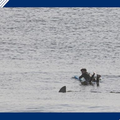 A surfer on Cape Cod in Massachusetts had a terrifying close-call with a white shark in an encounter caught on camera.