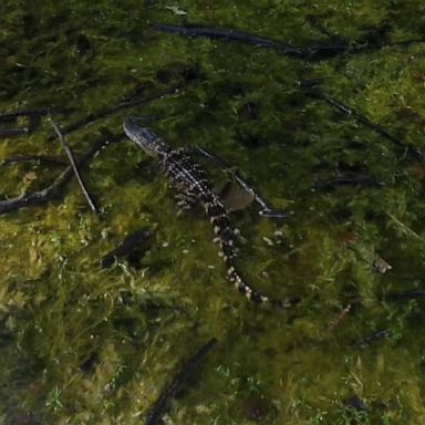 A teacher found the striped, 3-foot-long American alligator behind Bedford Junior High.