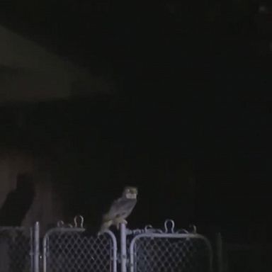 VIDEO: Spokane firefighters rescue owl stuck in window well