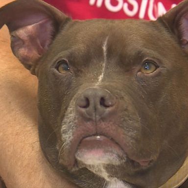 The 3-year-old terrier mix, Queen, was adopted after spending 400 days at a Kansas shelter. 