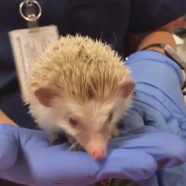 PHOTO: Sonic, the hedgehog, was taken in by an exotic pets rescue facility after it was cared for by Riverside County Animal Services.