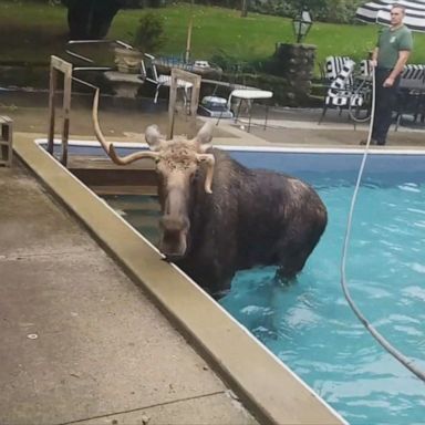 Wildlife officials help moose out of swimming pool