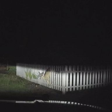 The baby deer, which was stuck in a white picket fence, was lifted to safety by a member of the Medford Police Department. 