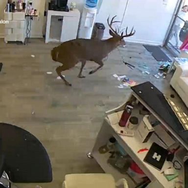 Surveillance footage shows the confused animal crashing through the store window, starling customers before fleeing.