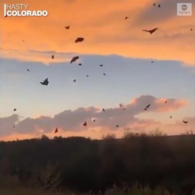 VIDEO: Monarch butterflies swarm Colorado park