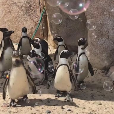 VIDEO: Penguins chase bubbles around zoo enclosure