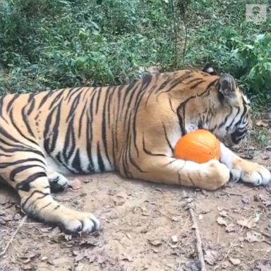 VIDEO: Playful tiger gets in the fall spirit 