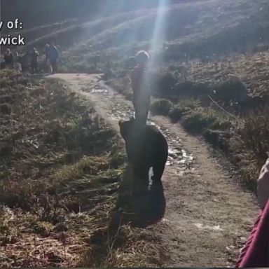 VIDEO: Family has terrifying encounter with bear in Rainier National Park