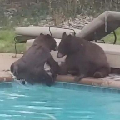 VIDEO: Bears take a dip in a Boulder pool