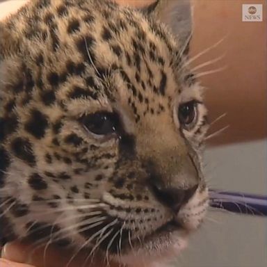 VIDEO: Baby jaguars born at Memphis Zoo