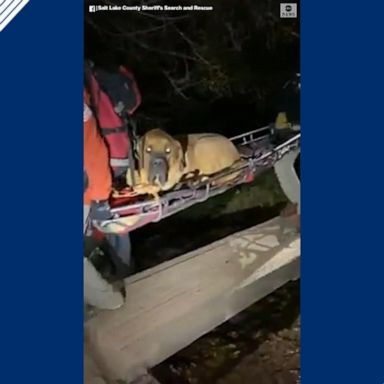 VIDEO: Officials rescue 190-pound dog from hiking trail