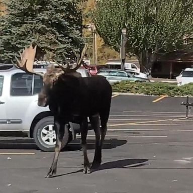 VIDEO: Group of moose stroll through parking lot