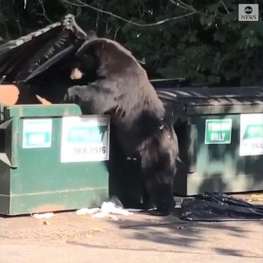 VIDEO: Black bear riffles through dumpster outside sushi restaurant