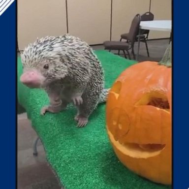 Rico the Brazilian porcupine took a few bites out of his Halloween treat at the Cincinnati Zoo and Botanical Garden.