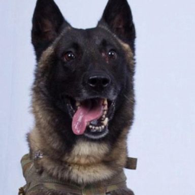 Gen. Mark Milley, chairman of the Joint Chiefs of Staff, told reporters at a Pentagon briefing Monday that the dog was "slightly wounded and fully recovering."