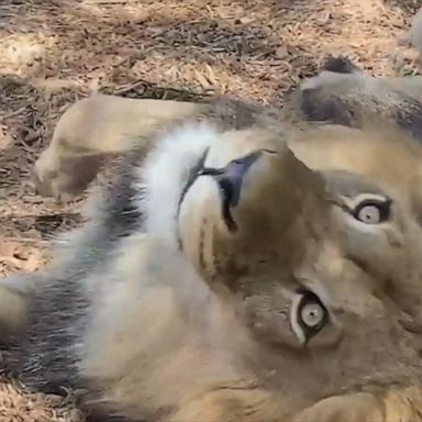 VIDEO: Cute lion cub plays with father