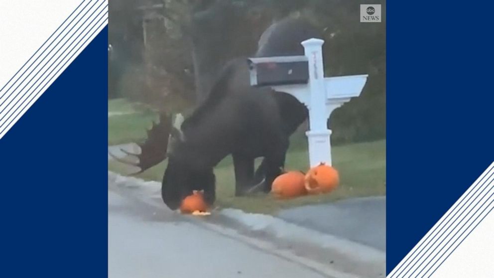 Moose Chows Down On Jack O Lanterns In Alaska Video Abc News