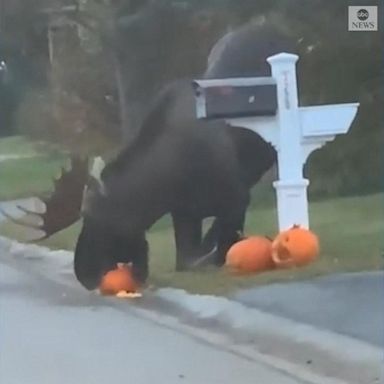 The animal stopped to snack on the Halloween pumpkins in an Anchorage neighborhood. 