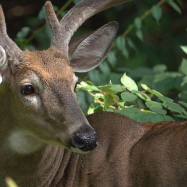 Thomas Alexander, 66, was hunting deer in Arkansas on Tuesday night when he believed he had successfully shot a deer, officials said.