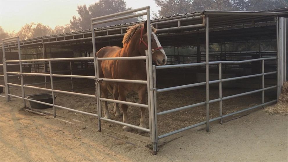 Animal Sanctuary Evacuates Large Animals Amid Wildfire Video Abc