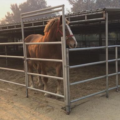 VIDEO: Animal sanctuary evacuates large animals amid wildfire