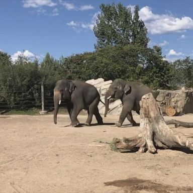 The Denver Zoo released a video featuring Jake’s best moments over the last year.