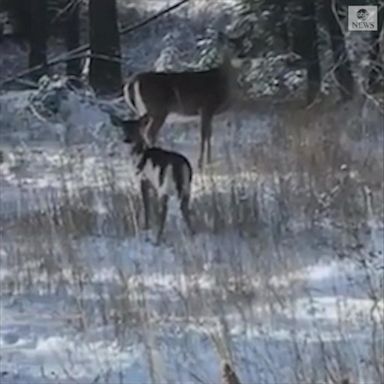 PHOTO: VIDEO: Rare deer spotted in Montana 