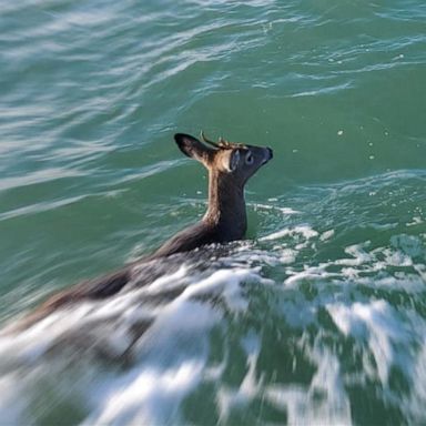 Three men were off the coast of Addison, Maine, just south of Nash Island when the incredible rescue took place.