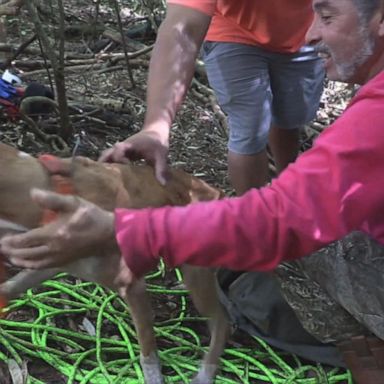 A botanist in Kauai rappelled down the shaft to rescue the 1-year-old Catahoula mix, Orange, who had been located using GPS tracking.