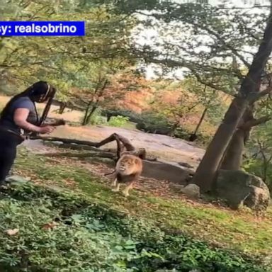 Myah Autry, 29, made headlines after a video of her appeared to show her standing and dancing in front of a lion at the Bronx Zoo on Sept. 28.