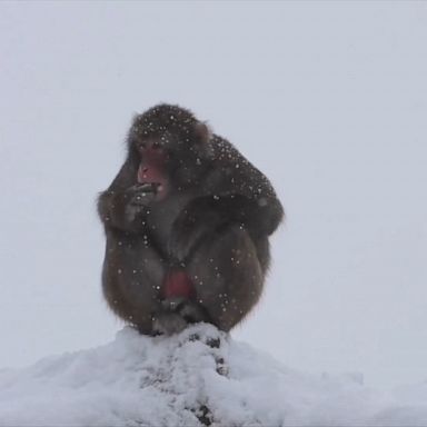 Monkey makes a snowball, then eats it