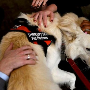 Pet Partners, a pet therapy organization, teamed up with the Pet Industry Joint Advisory Council (PIJAC) to provide therapy dogs to the United States Capitol.