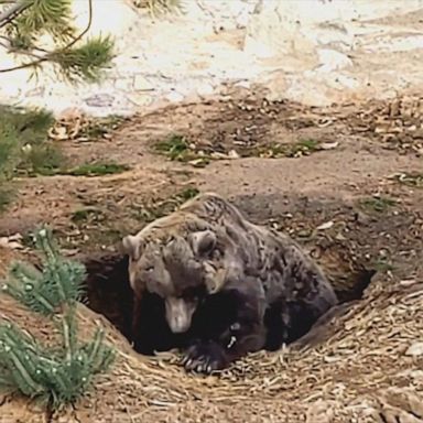 The 17-year-old grizzly bear crawled into a 7-foot-deep hole she dug at the Denver Zoo. 