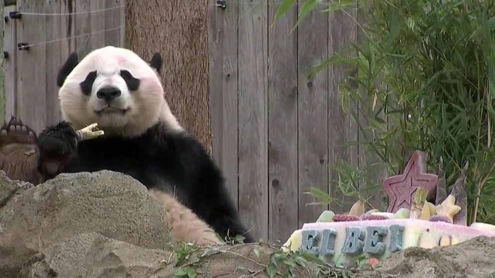 Video Bei Bei, the 4-yr-old panda, heads to China - ABC News