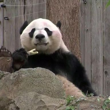 PHOTO: The giant panda is expected to board a FedEx plane to depart the U.S. after residing in Washington, D.C., since birth.