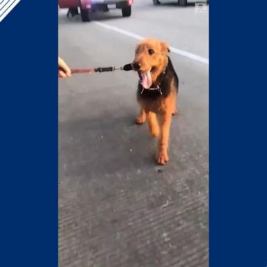 VIDEO: Dog gets loose, stops traffic on Houston highway