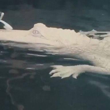 Albino alligator gets a scrub