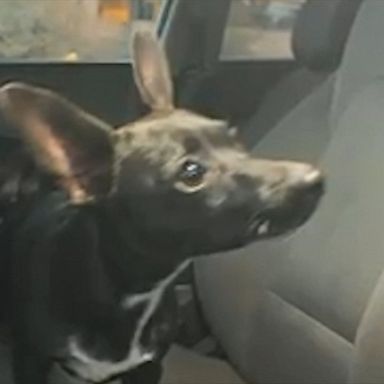 A Chihuahua successfully and safely rolled through a four-lane highway, but police said its owner sustained a minor injury chasing after it.