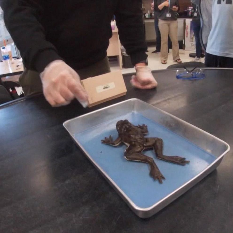 online virtual frog dissection for students