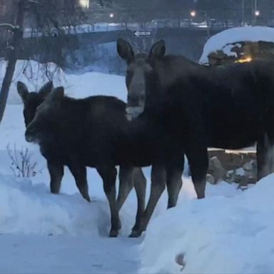 VIDEO: Family of moose munch on frozen greenery outside church