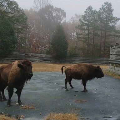 Young bison race in the rain