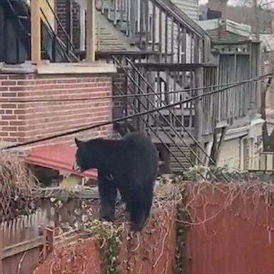 VIDEO: Rare bear sighting in Delaware causes uproar