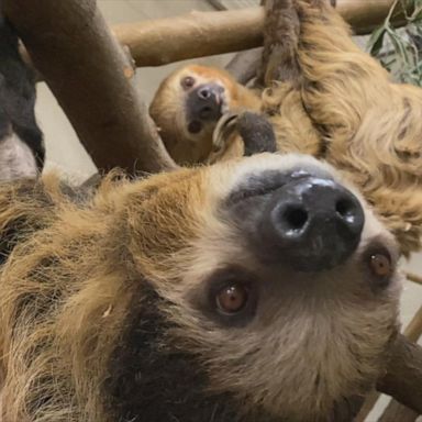 PHOTO: The two-toed sloths met for the first time on Thursday at the Cincinnati Zoo.