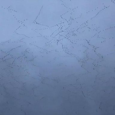 VIDEO: Flocks of geese fly in mesmerizing patterns