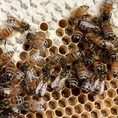 The Arizona resident said he registered his beehive to show too many people are faking their need for psychological help from emotional support animals.