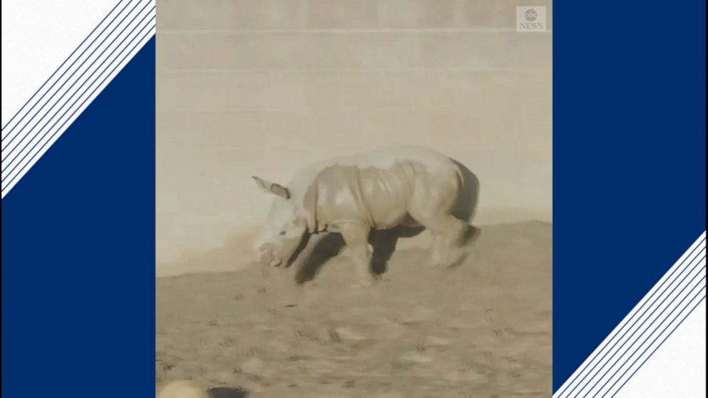 Video Baby white rhino plays in mud - ABC News