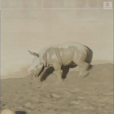 Baby white rhino plays in mud