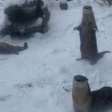 The three North American river otters enjoyed their snow-covered enclosure at the Buffalo Zoo in New York. 